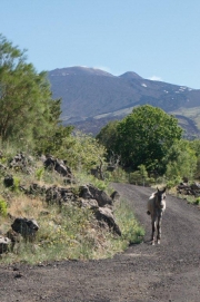Our animals on the slopes of Etna